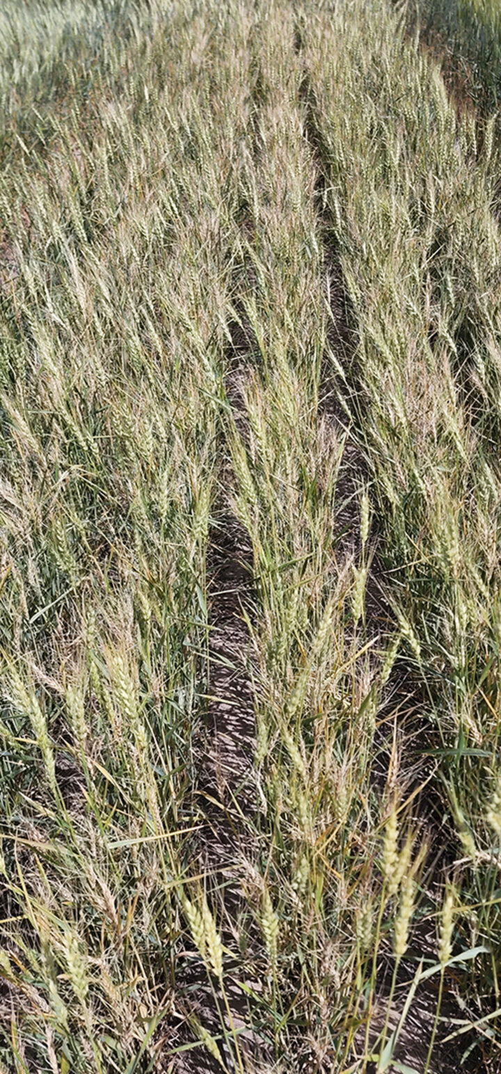 Freeze injury on wheat