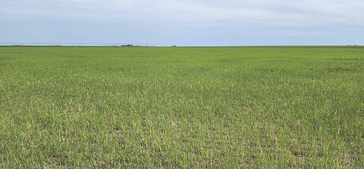 Hail damaged wheat field