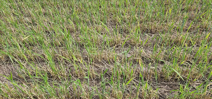 Hail damaged wheat field