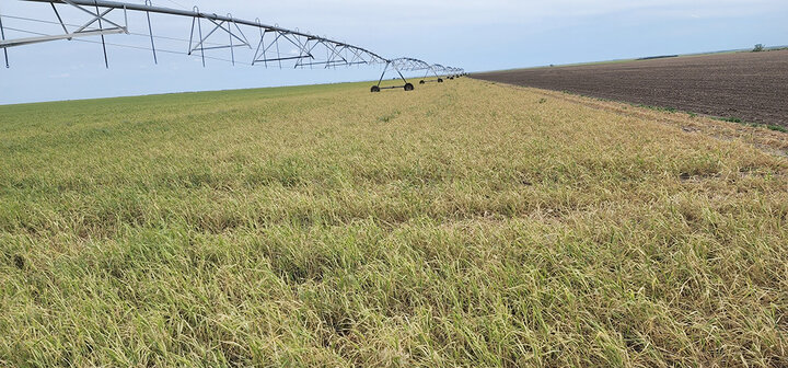 Wheat streak mosaic