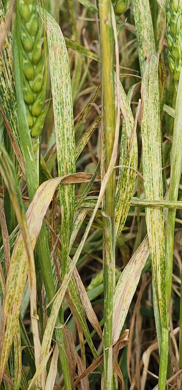 Wheat streak mosaic