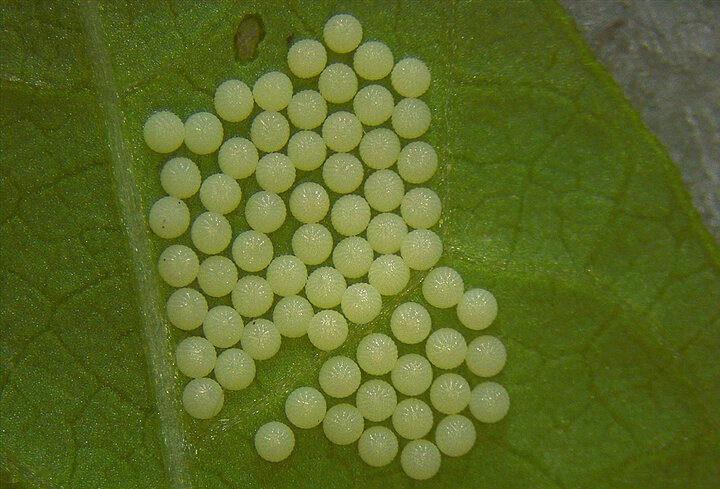 WBC eggs