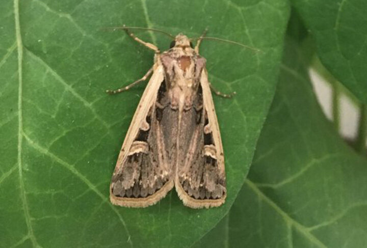 WBC adult moth