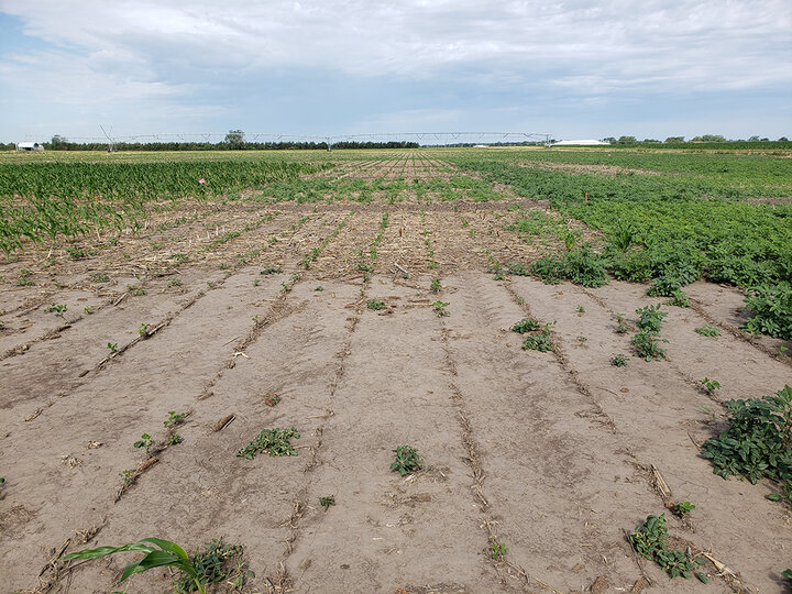 Hail damaged soybean field