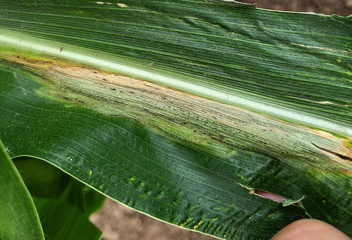 Goss’s bacterial wilt