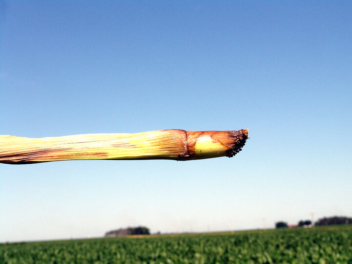 Bacterial stalk rot