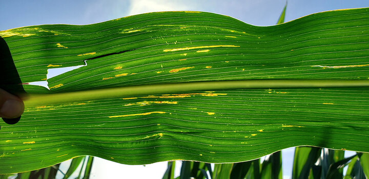 Bacterial leaf streak