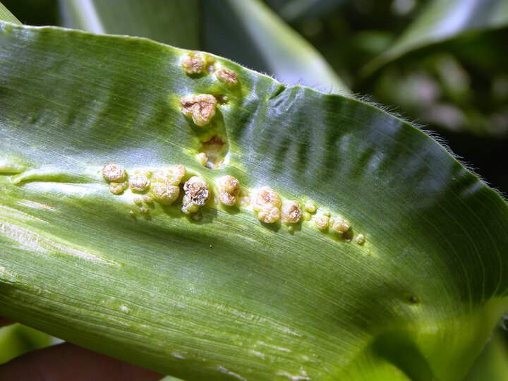 Common smut galls