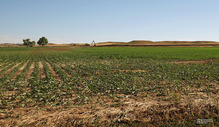 Flooded corn field