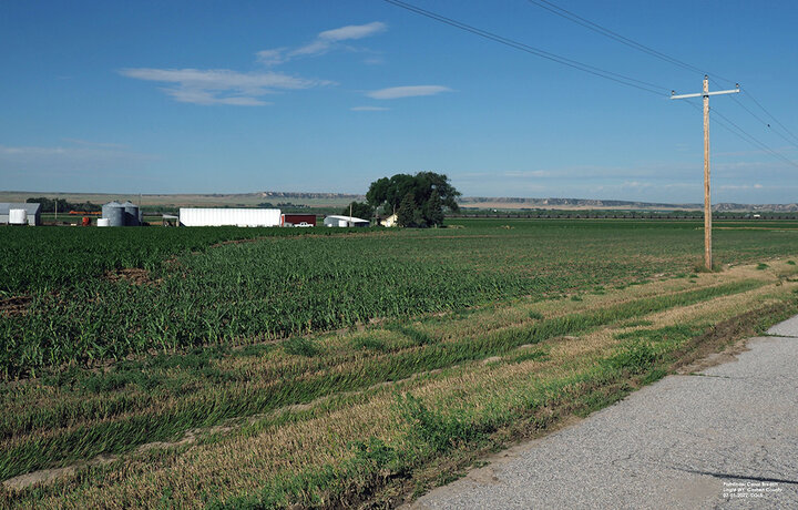 Flooded corn field