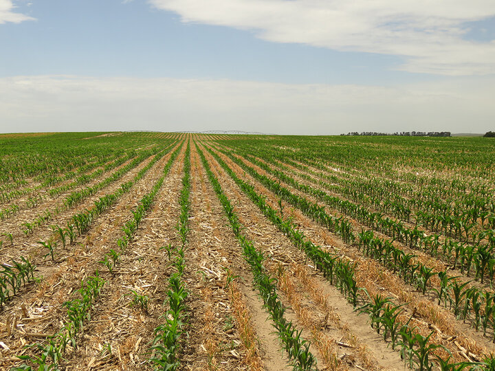 On-farm research study corn field