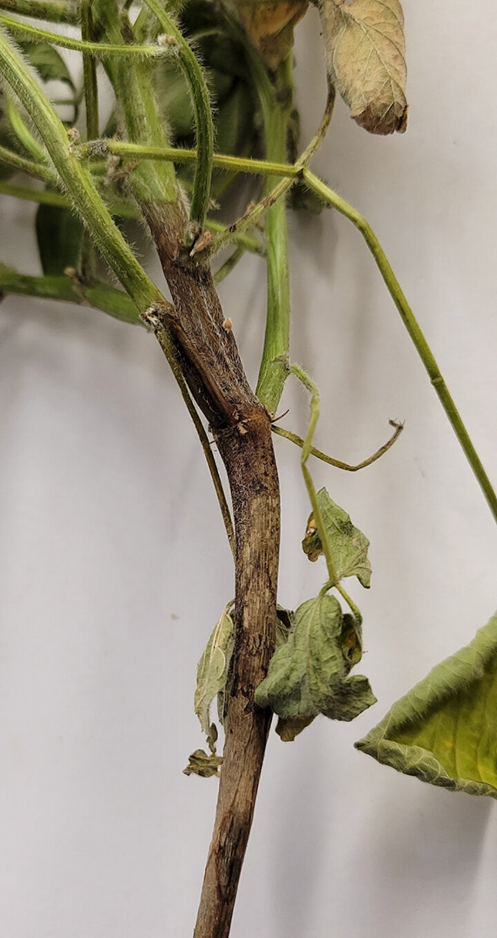 Dark lesions on soybeans