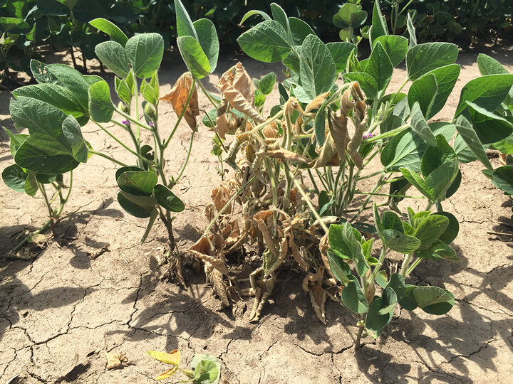 Stunted soybeans