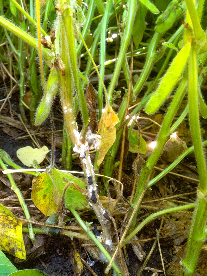 White mold on soybean