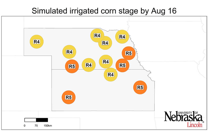 Graph of Simulated developmental stage for irrigated and rainfed corn