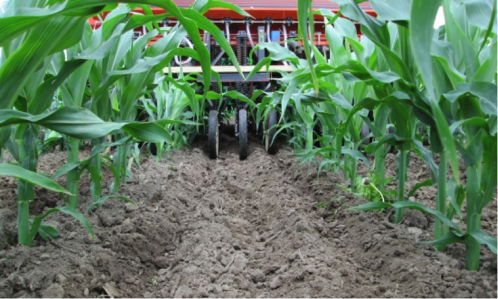 Cover crop seeding in corn