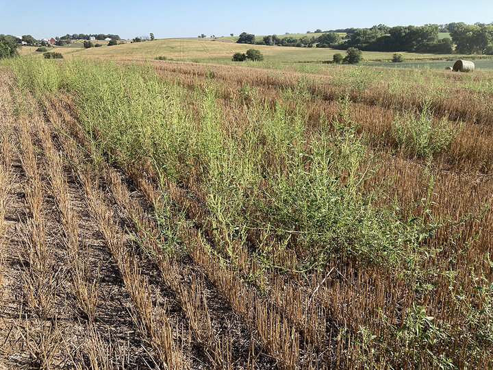 Linear weed pattern