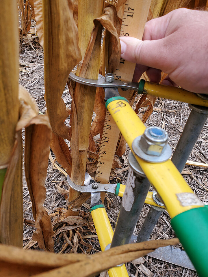 Cornstalk sample cutting