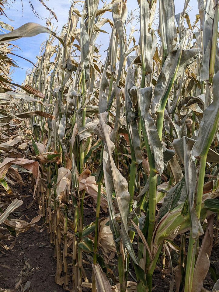 Frost damaged corn