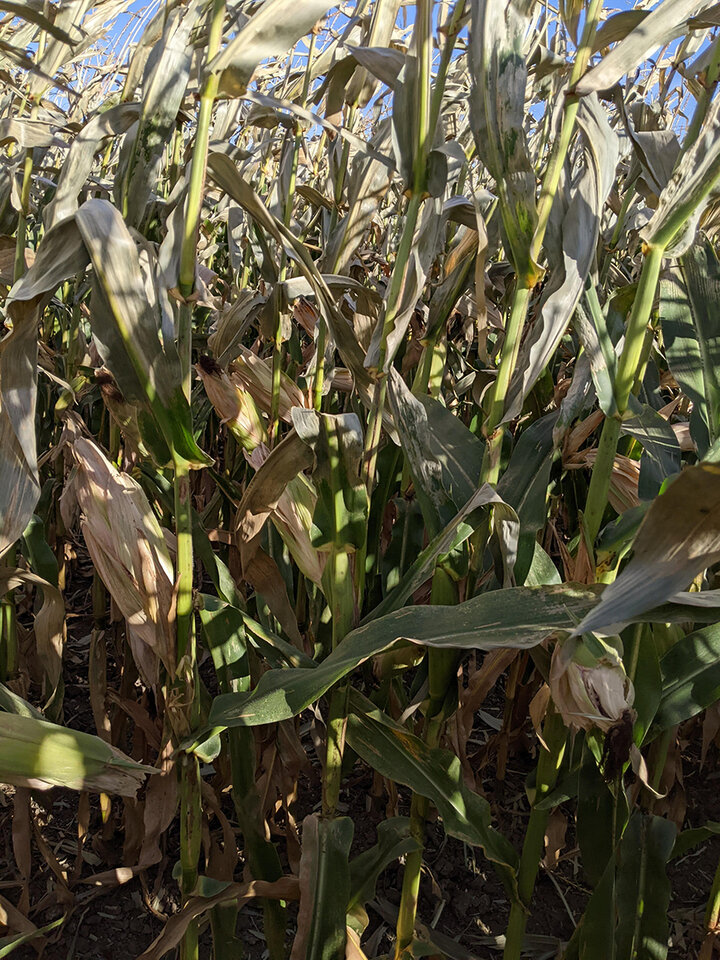 Frost damaged corn