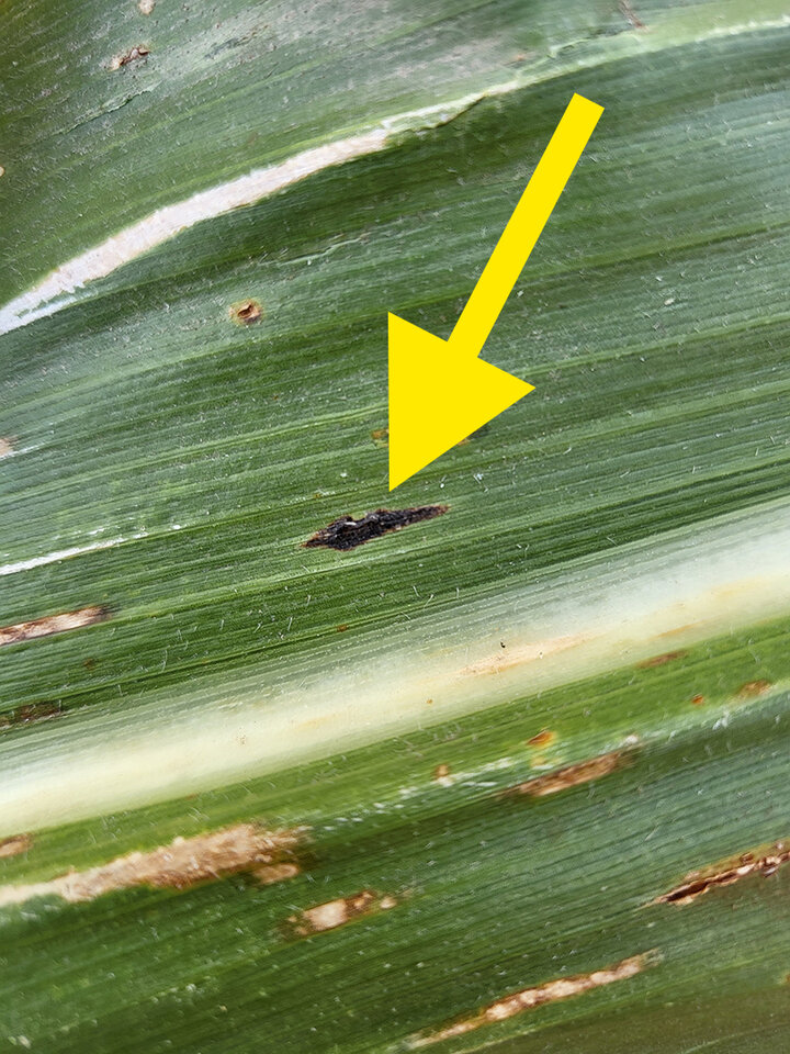 Tar spot on leaf