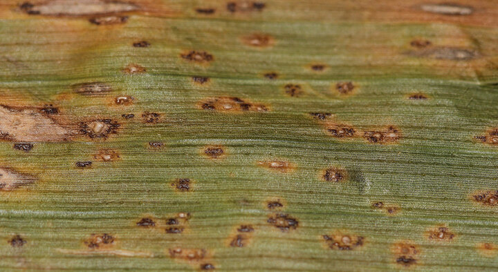 Corn leaf with numerous black spots