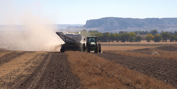 Dry bean harvest with Pickett