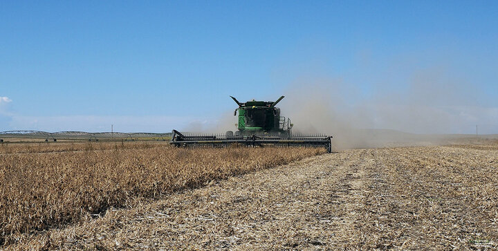 Dry bean harvest with flex-head