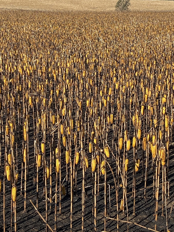 Fire damaged corn