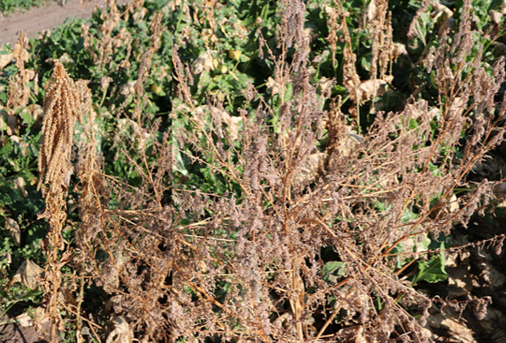 Palmer and kochia plants after paraquat