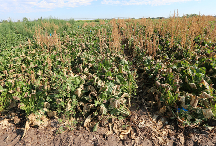 Sugarbeet injury after paraquat wiping