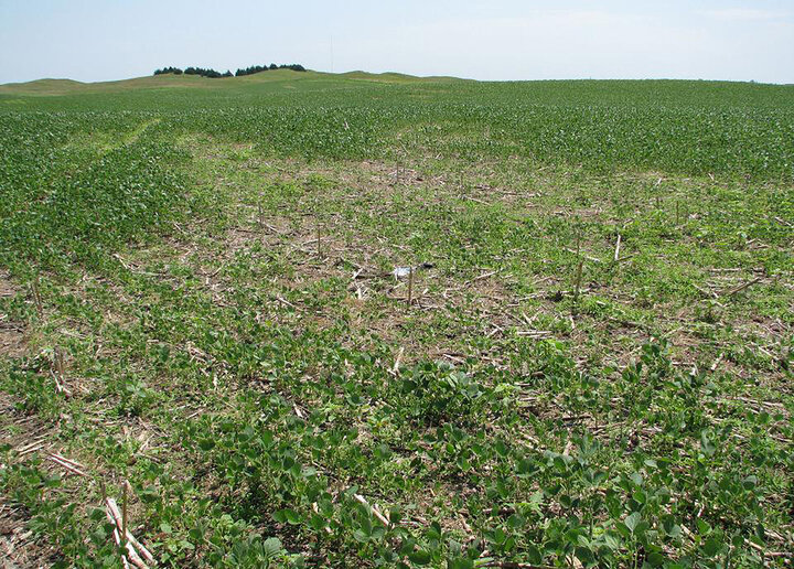 Soybean field with visible symptoms of SCN damage