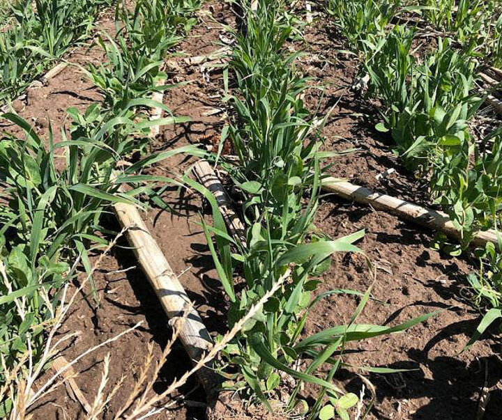 Hayden oat and pea cover crop