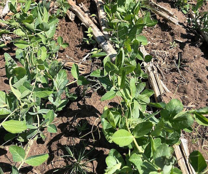 Spring pea cover crop