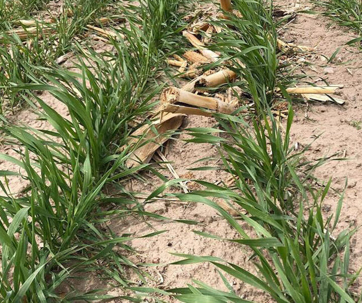 Surge triticale cover crop