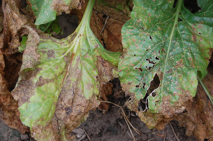 Cercospora leaf spot