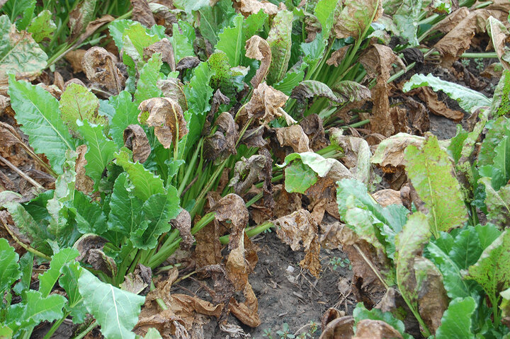 Cercospora leaf spot