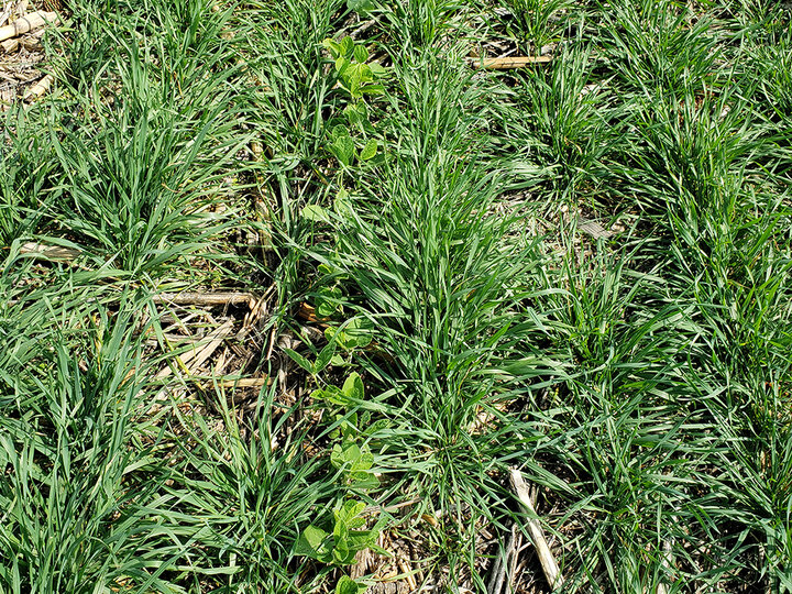 Wheat and soybean interseeded