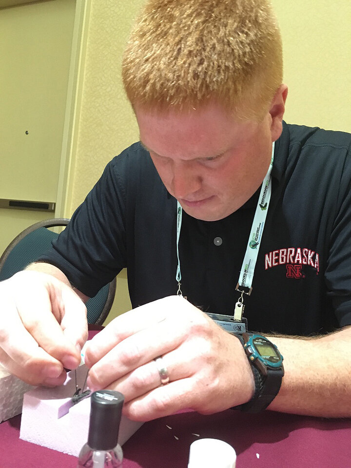 Wayne pinning insect