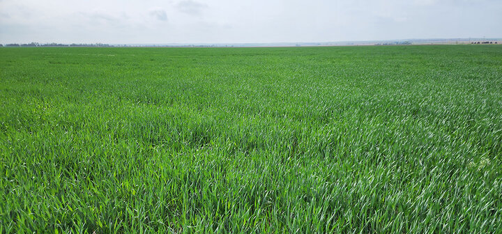 Green canopy in wheat field