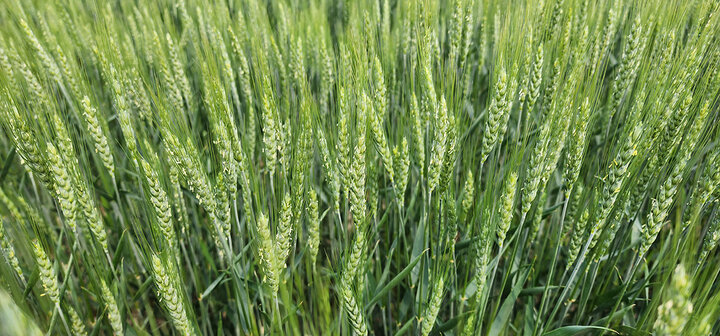 Flowering wheat field