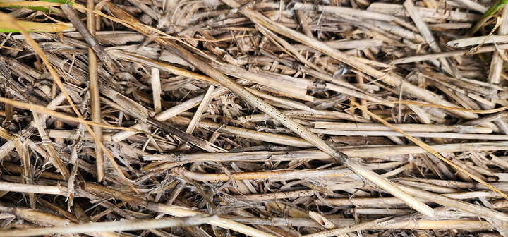 Wheat residue with tan spot fruiting structures