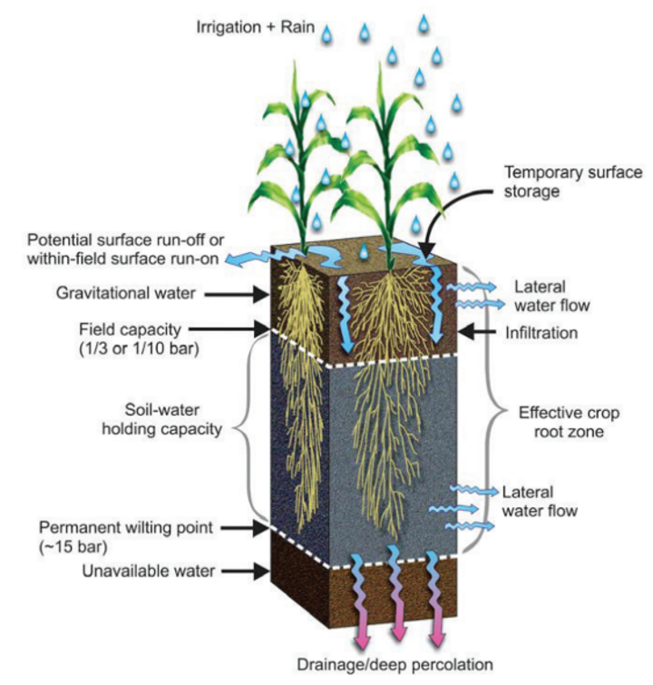 Root-zone depth schematic