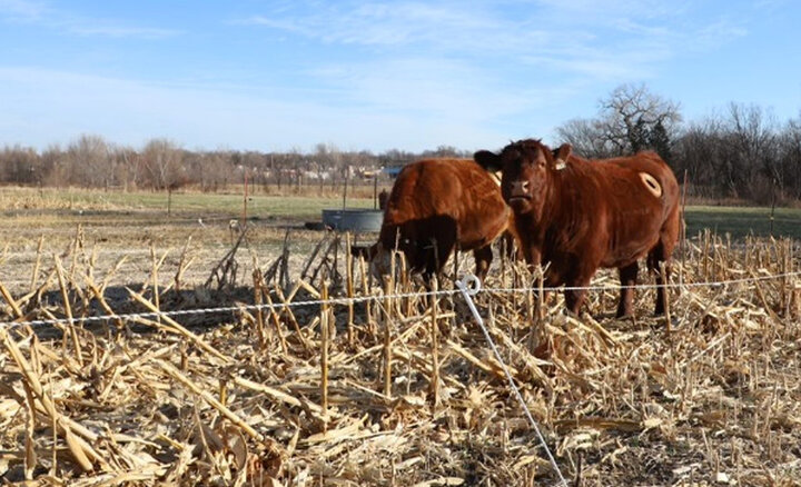 Beef steers grazing cornstalks