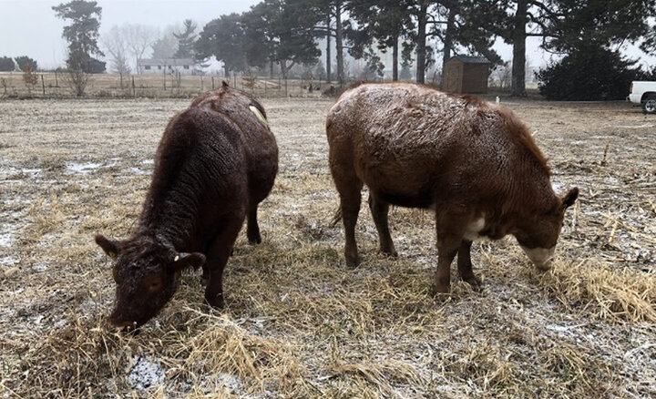 Beef steers grazing oat cover crop