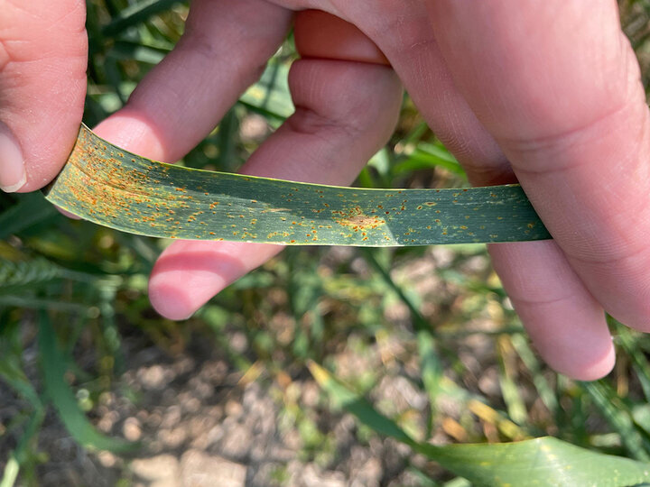 Leaf rust on wheat