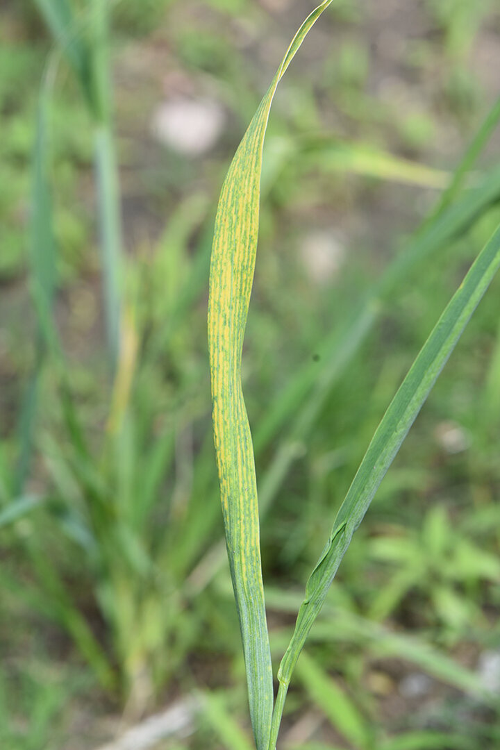 Wheat disease on leaf