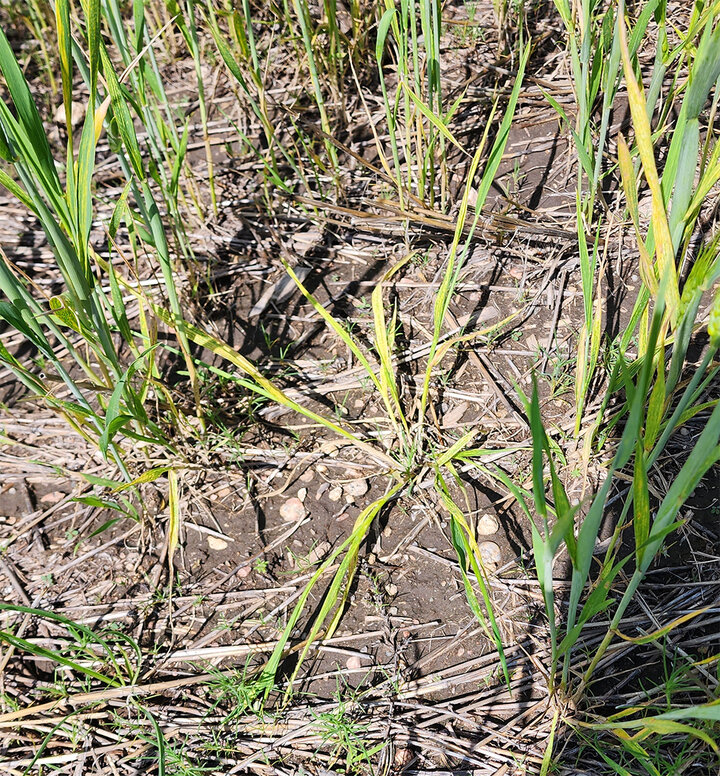 Wheat disease on leaf