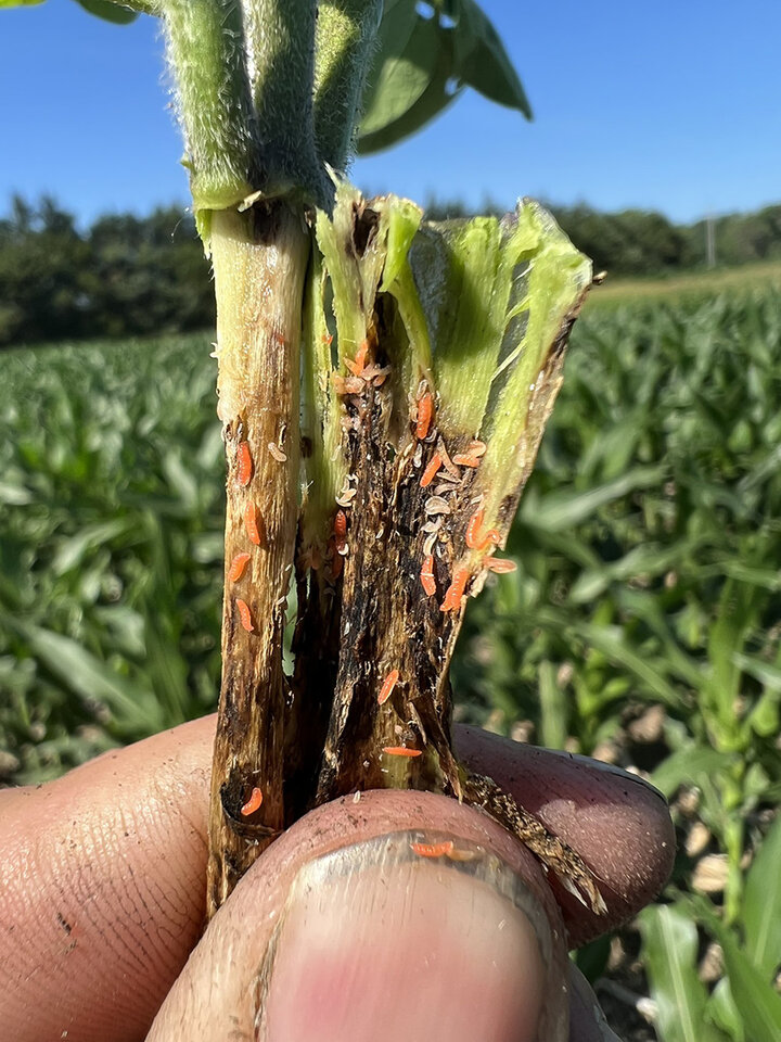 Immature soybean gall midge larvae on plant stem