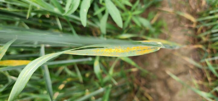 Stripe rust on wheat